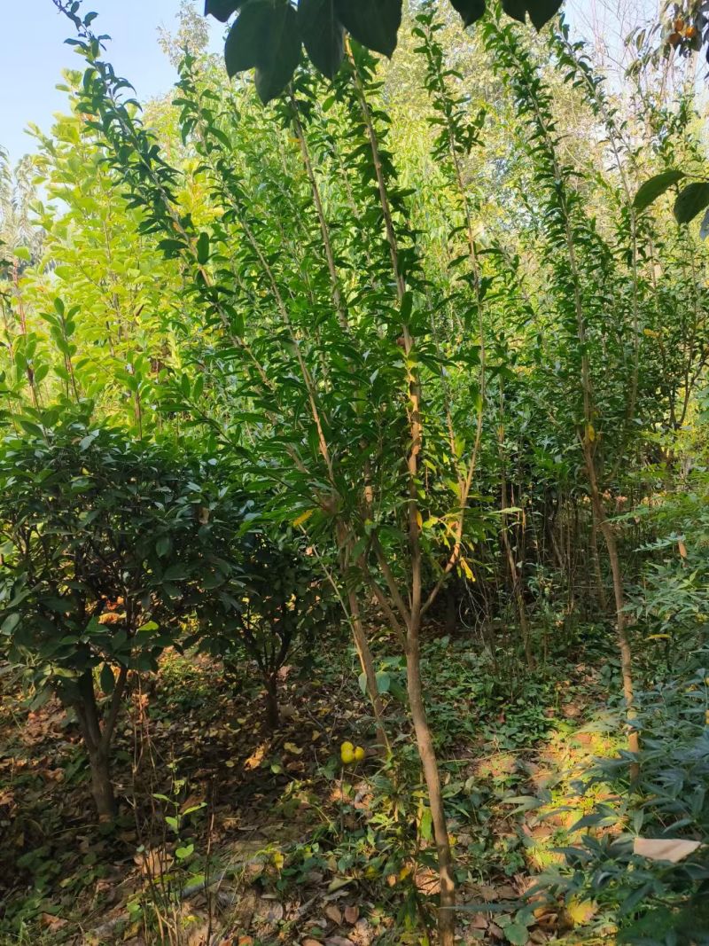 石榴树