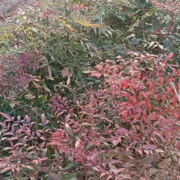 南天竹