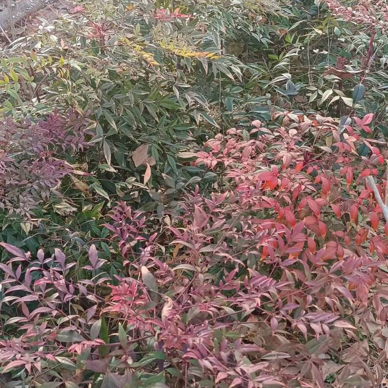 南天竹