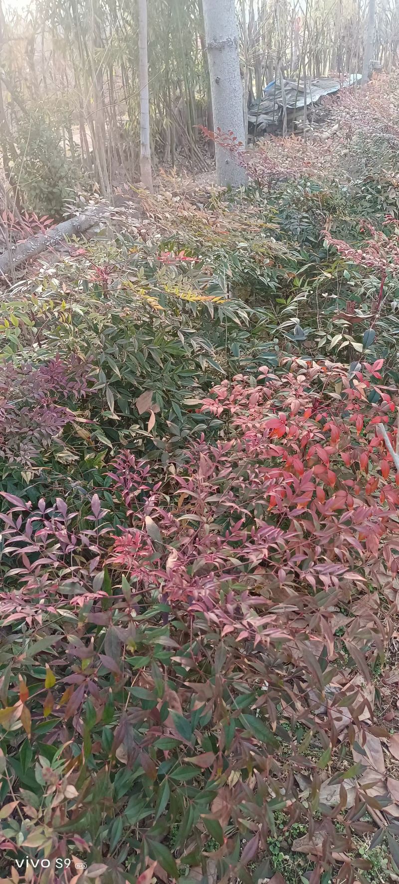 南天竹