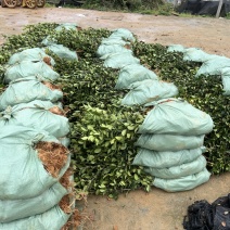 嫁接油茶杯苗
