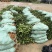 嫁接油茶杯苗
