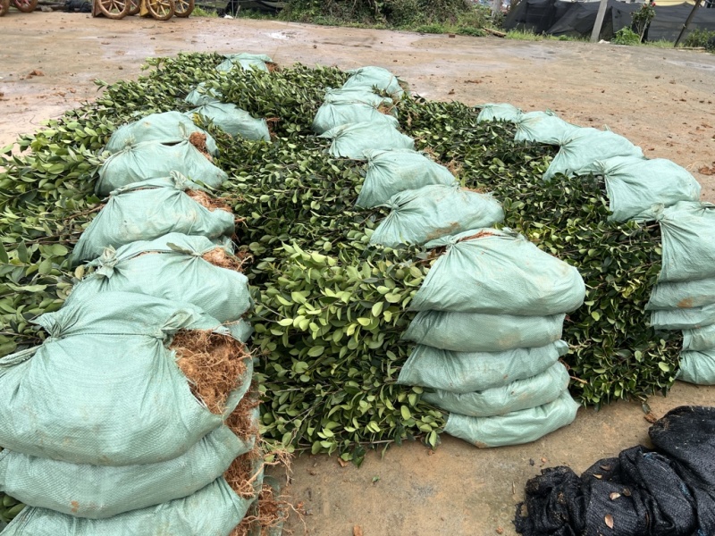 嫁接油茶杯苗