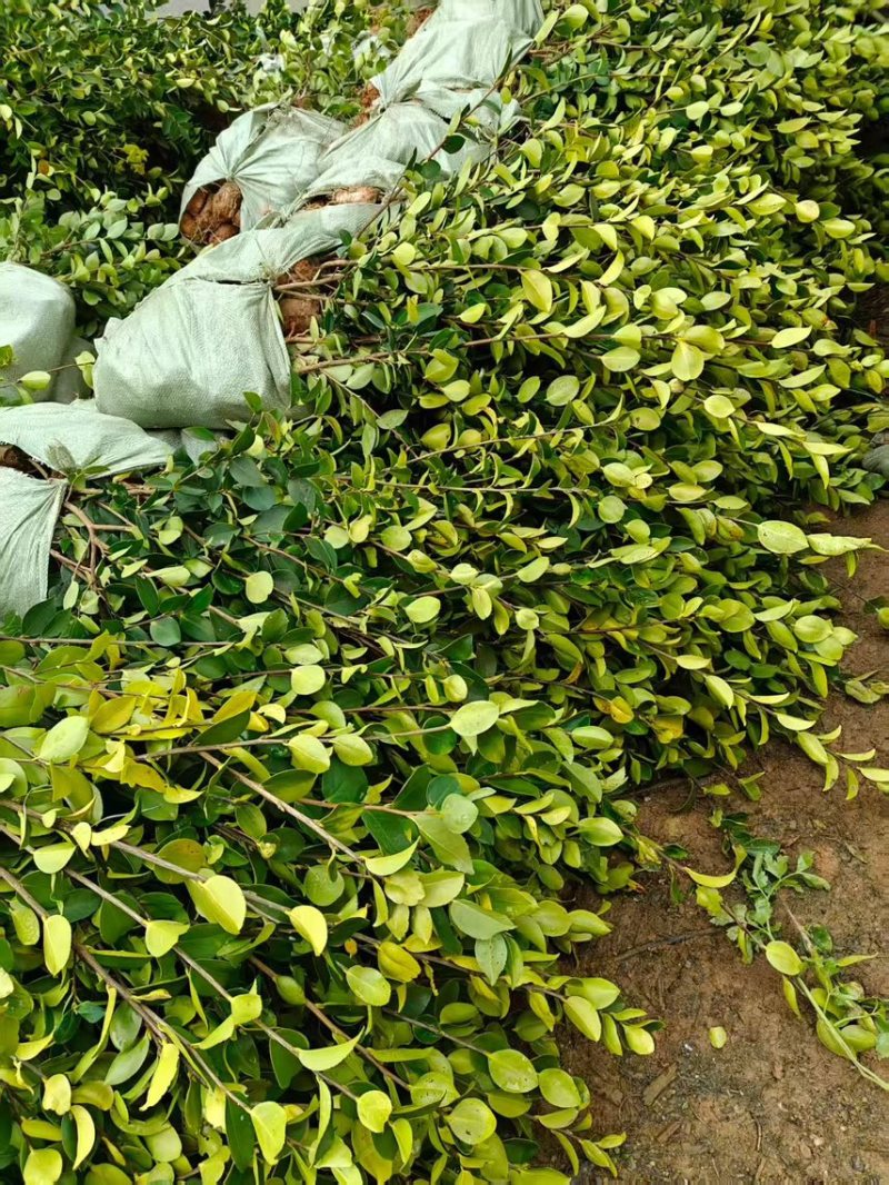 嫁接油茶杯苗