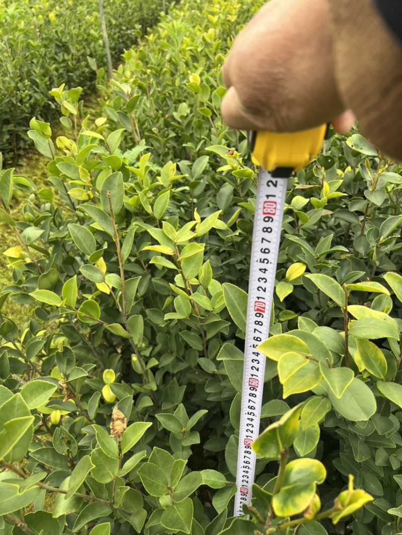 嫁接油茶杯苗