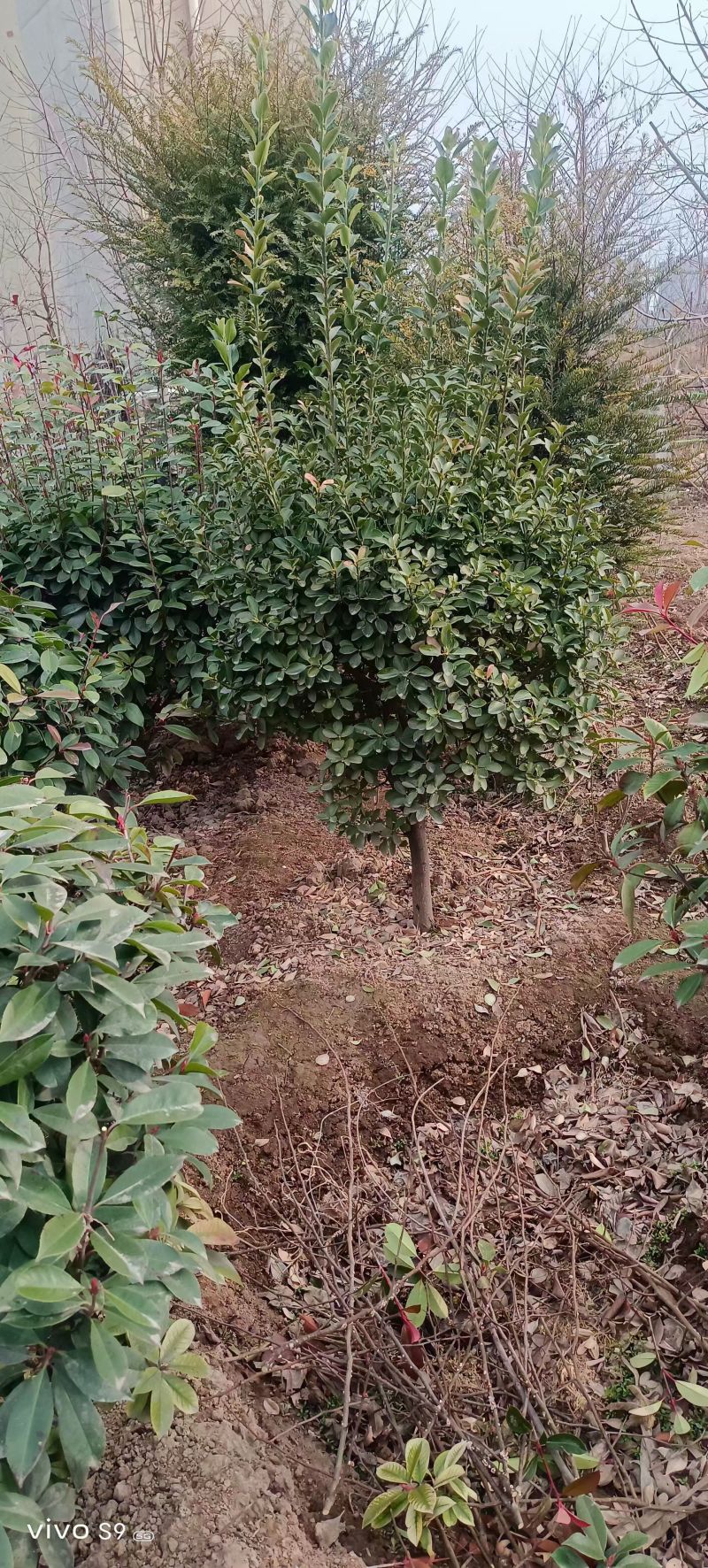 冬青球