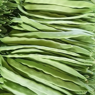 扁青芸豆