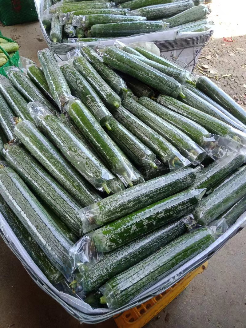江苏精品丝瓜即将大量上市欢迎老板来电洽谈