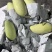 白金芒