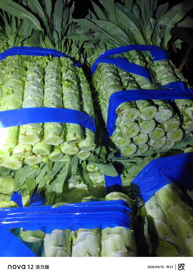 尖叶莴笋山东莴苣精品莴笋产地直供质量保证对接全国