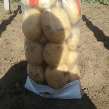 秦皇岛昌黎大量沃土实验1，即将大量上市，需要老板连系