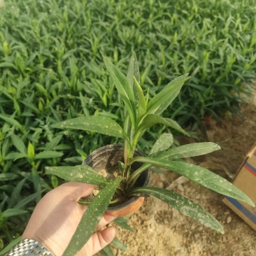 绿化苗木紫菀！种植基地！适合庭院花园小区绿化带两侧种植
