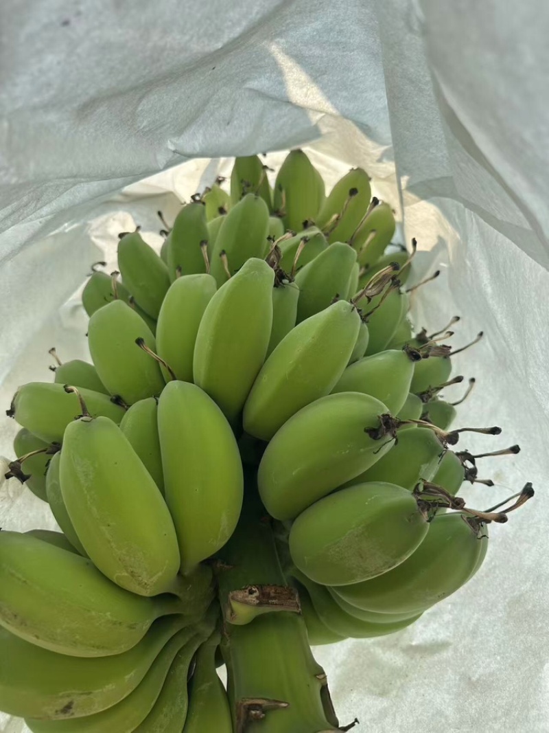 苹果蕉品质保证服务周到产地直发价格美丽欢迎联系