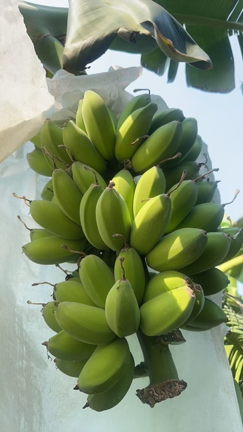 苹果蕉品质保证服务周到产地直发价格美丽欢迎联系