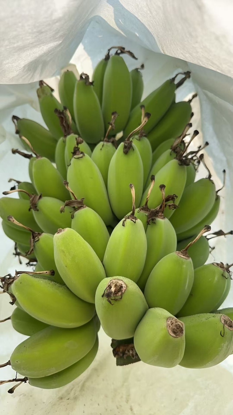 苹果蕉品质保证服务周到产地直发价格美丽欢迎联系