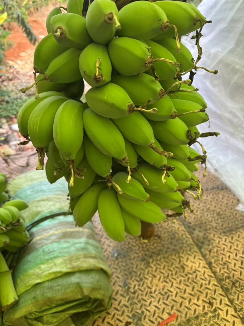 苹果蕉品质保证服务周到产地直发价格美丽欢迎联系