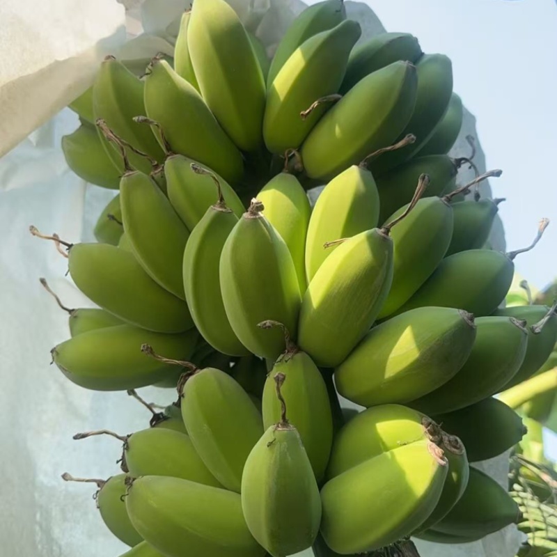 苹果蕉品质保证服务周到产地直发价格美丽欢迎联系