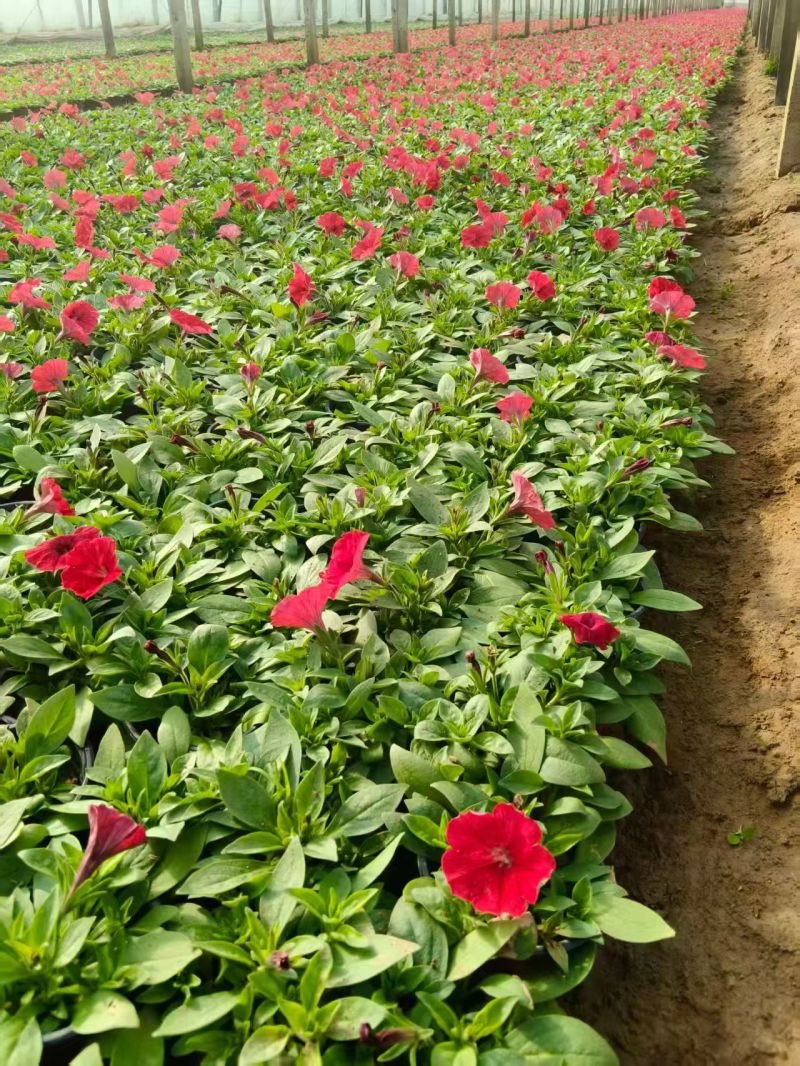 绿化苗木矮牵牛！基地批发！适合庭院花园小区绿化带