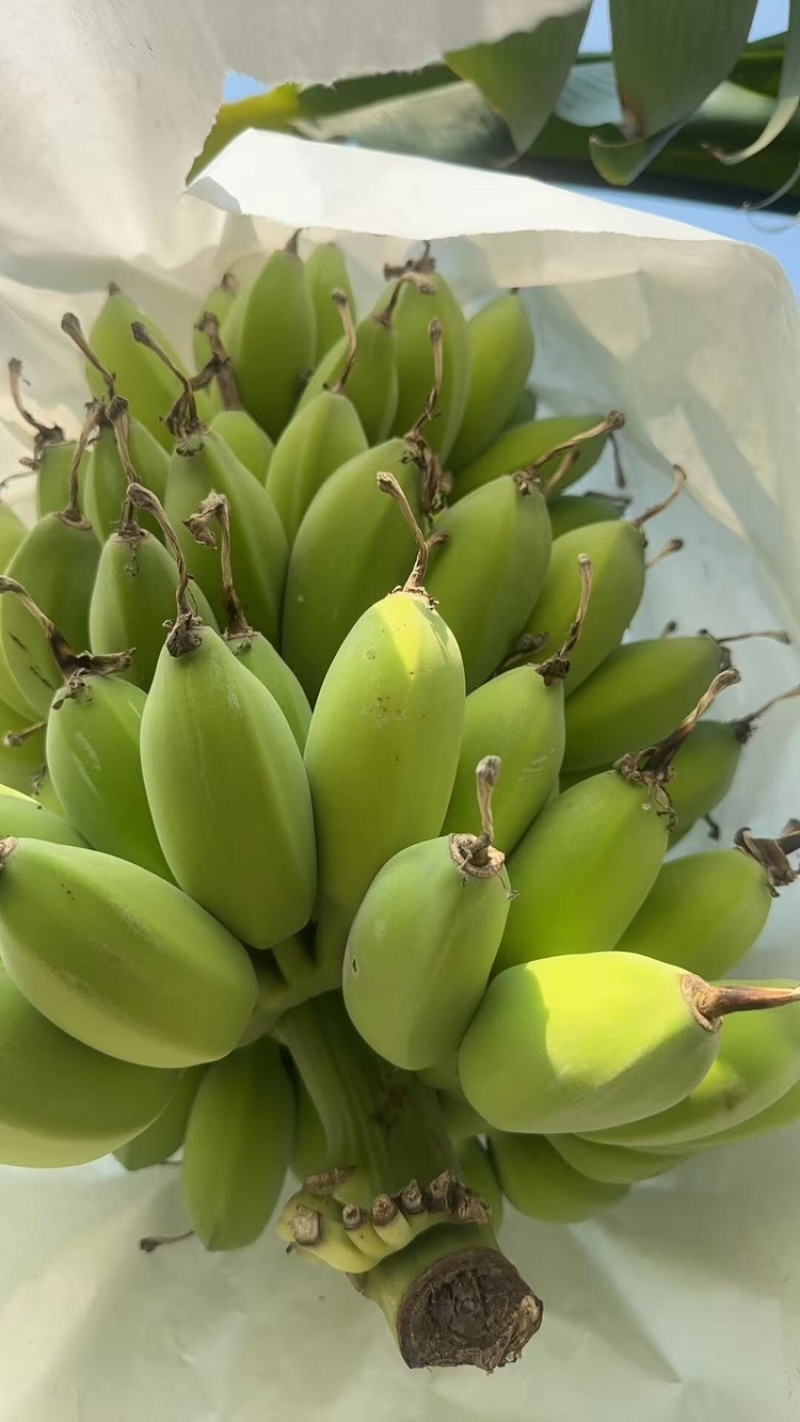 苹果蕉品质保证服务周到产地直发价格美丽欢迎联系