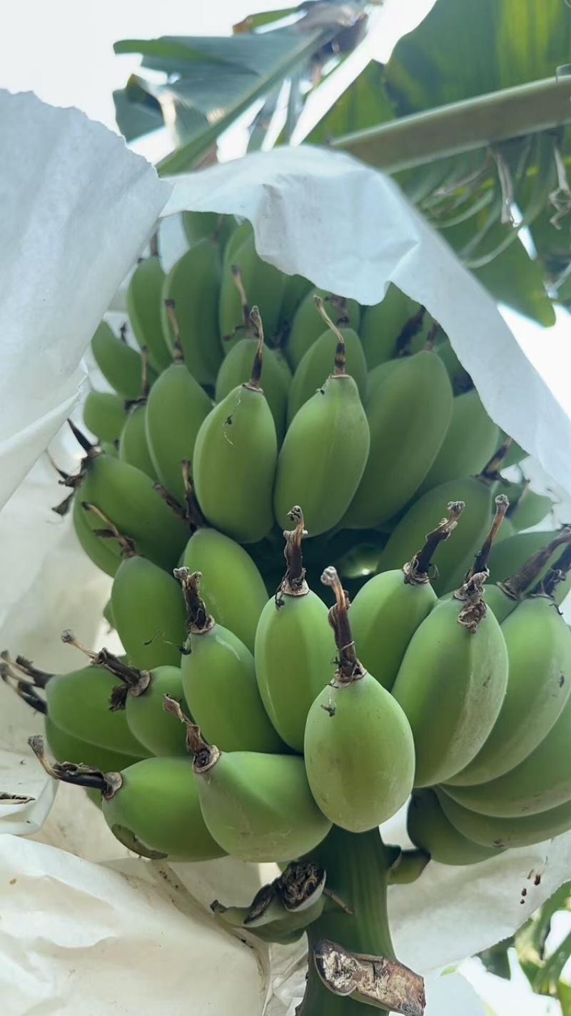 苹果蕉品质保证服务周到产地直发价格美丽欢迎联系