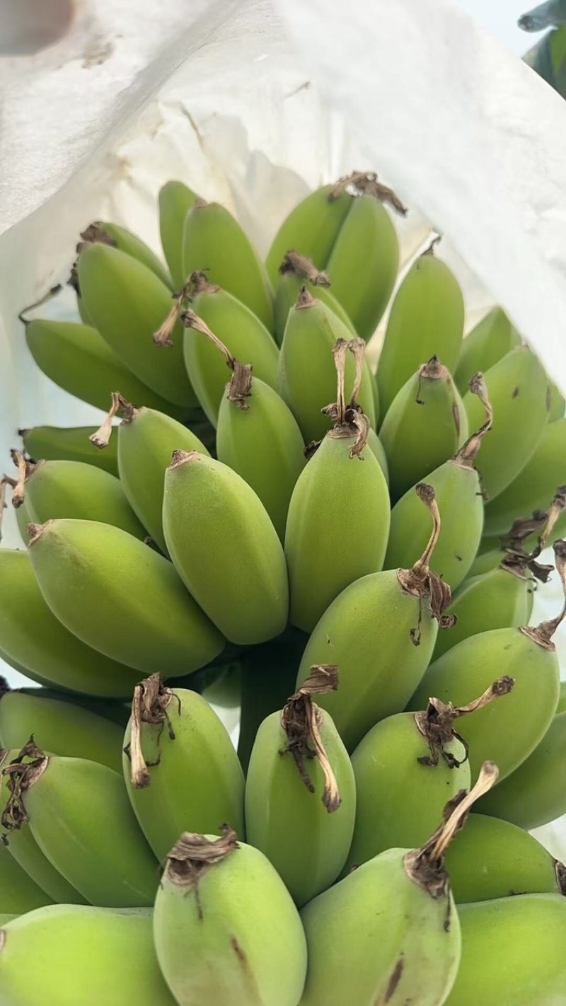 苹果蕉品质保证服务周到产地直发价格美丽欢迎联系