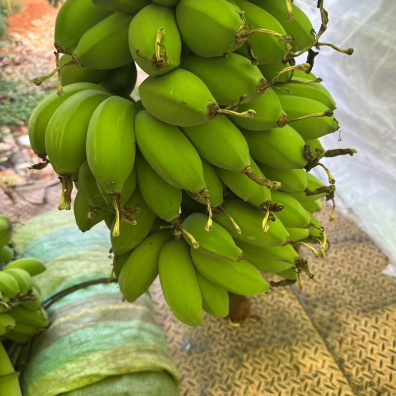 苹果蕉品质保证服务周到产地直发价格美丽欢迎联系