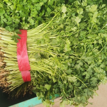 【精品】香菜产地直发价格美丽量大从优欢迎全国老板洽谈