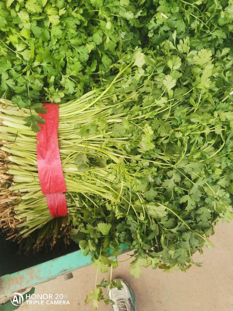 【精品】香菜产地直发价格美丽量大从优欢迎全国老板洽谈