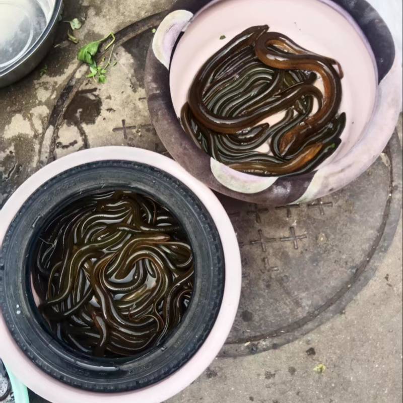 黄鳝