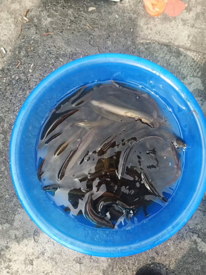 黄鳝