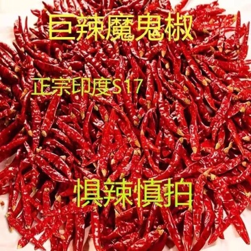 印度魔鬼椒批发干辣椒超香香辣特干整个变态辣香料