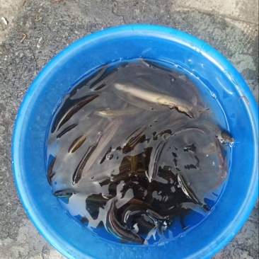 泥鳅