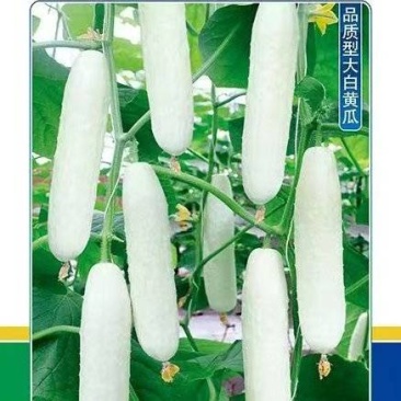 黄瓜种子优白二号杂交白黄瓜中长顺直挂果力强肉质好