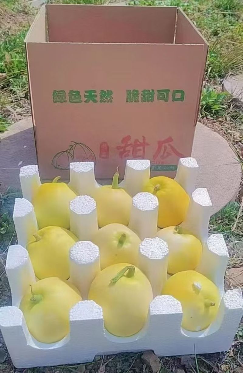 小蜜蜂甜瓜蜜罐星甜对接电商团购一件代发