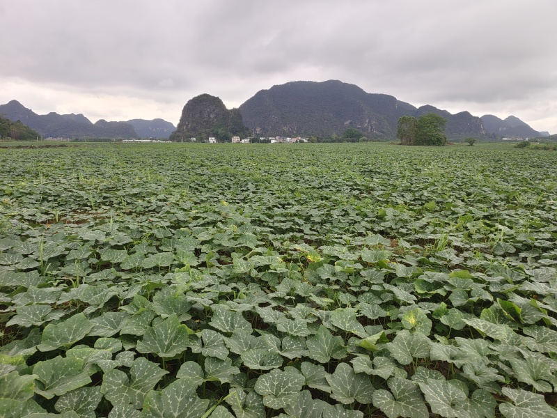 密本小金香南瓜