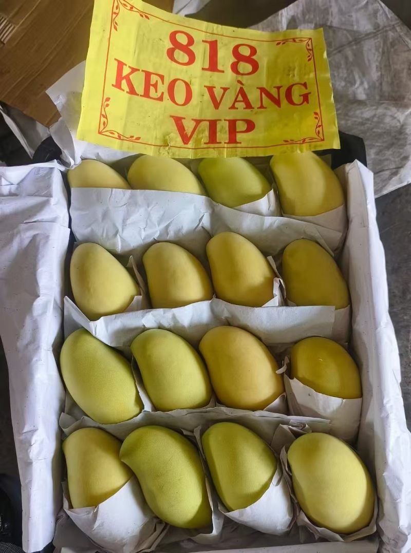 高乐黄芒