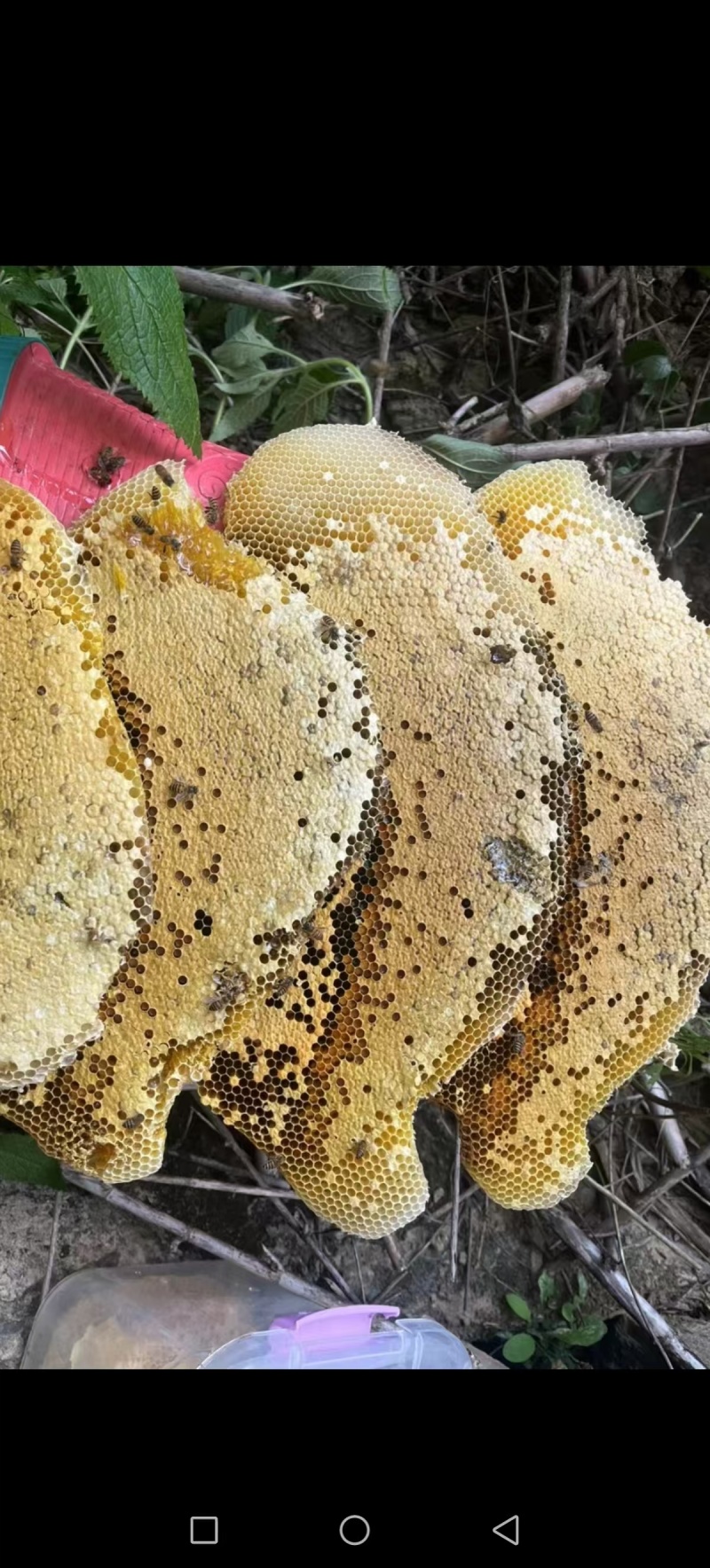 贵州深山土蜂蜜，一口甜到心里，天然好蜜别错过。
