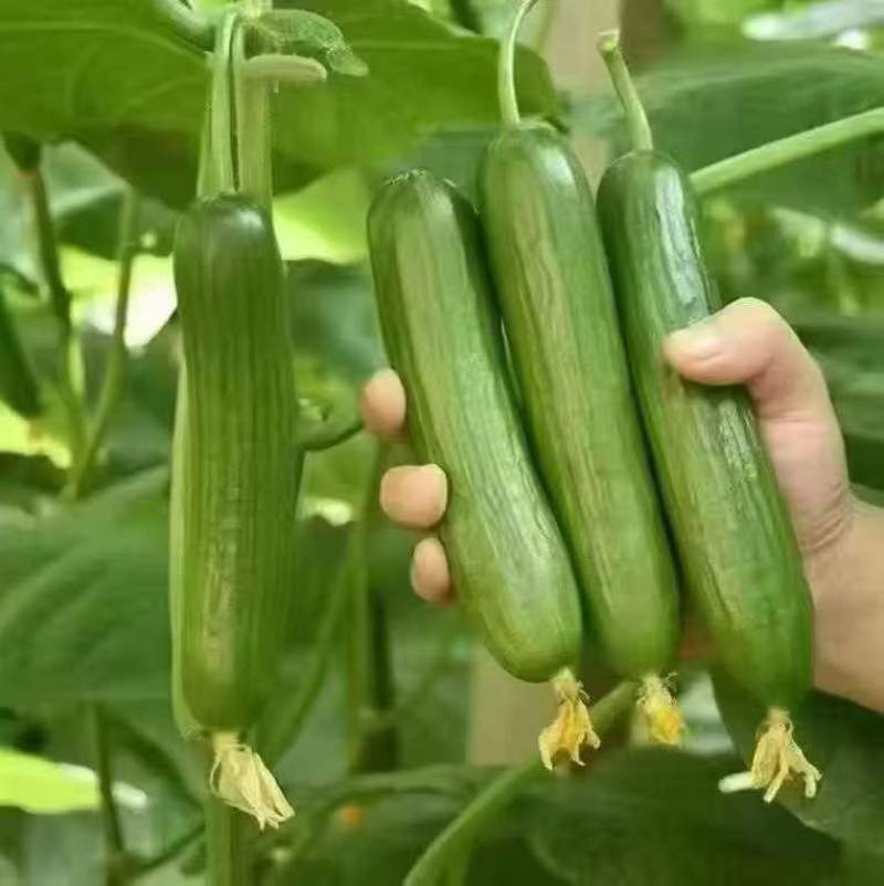 水果黄瓜对接各大电商一件代发抖音视频号拼多多社区团购