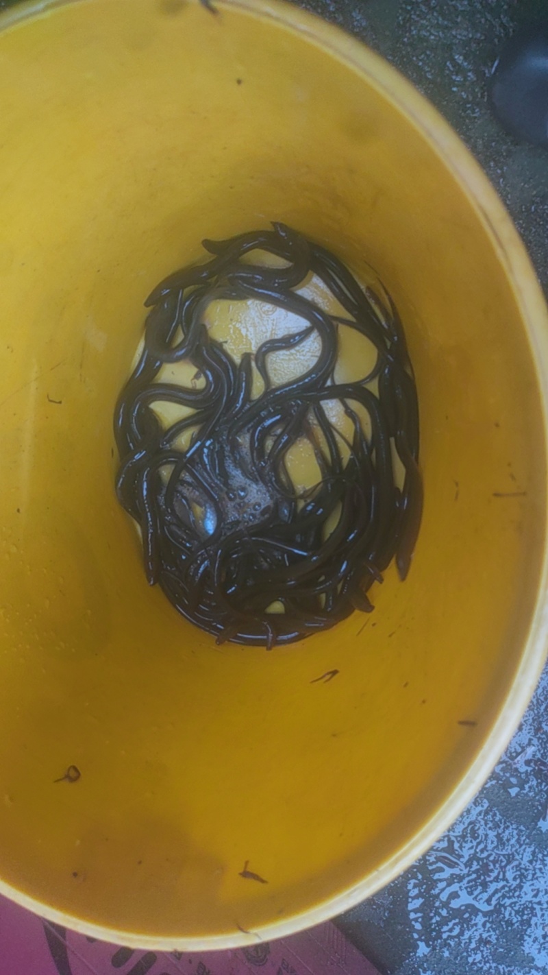 黄鳝，江西土黄鳝，需要的欢迎老板联系详聊。