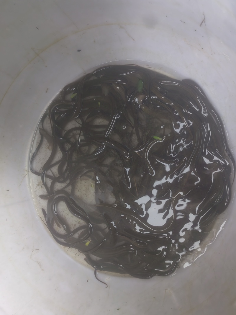 黄鳝，江西土黄鳝，需要的欢迎老板联系详聊。