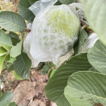 精品红宝石芭乐