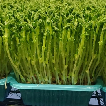 浙江温州芽苗菜/豌豆苗/空心菜苗/产地直发/盒装/量大从优