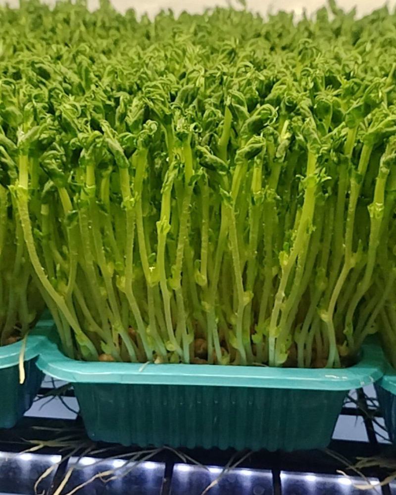 浙江温州芽苗菜/豌豆苗/空心菜苗/产地直发/盒装/量大从优