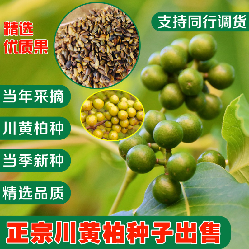 黄柏种子-川黄柏种子（产地直销）