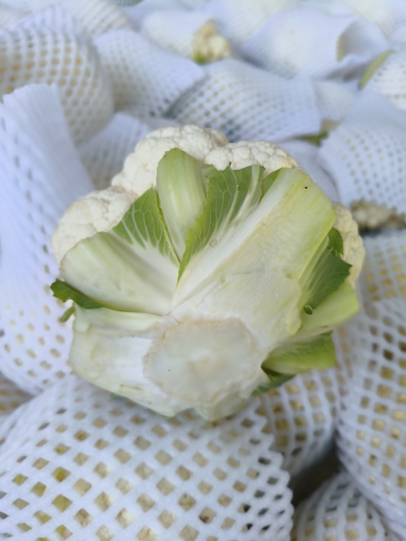 蔬菜