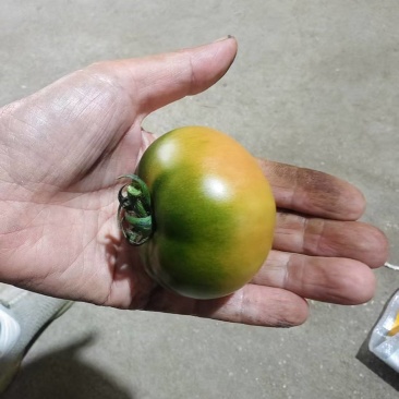 草莓西红柿