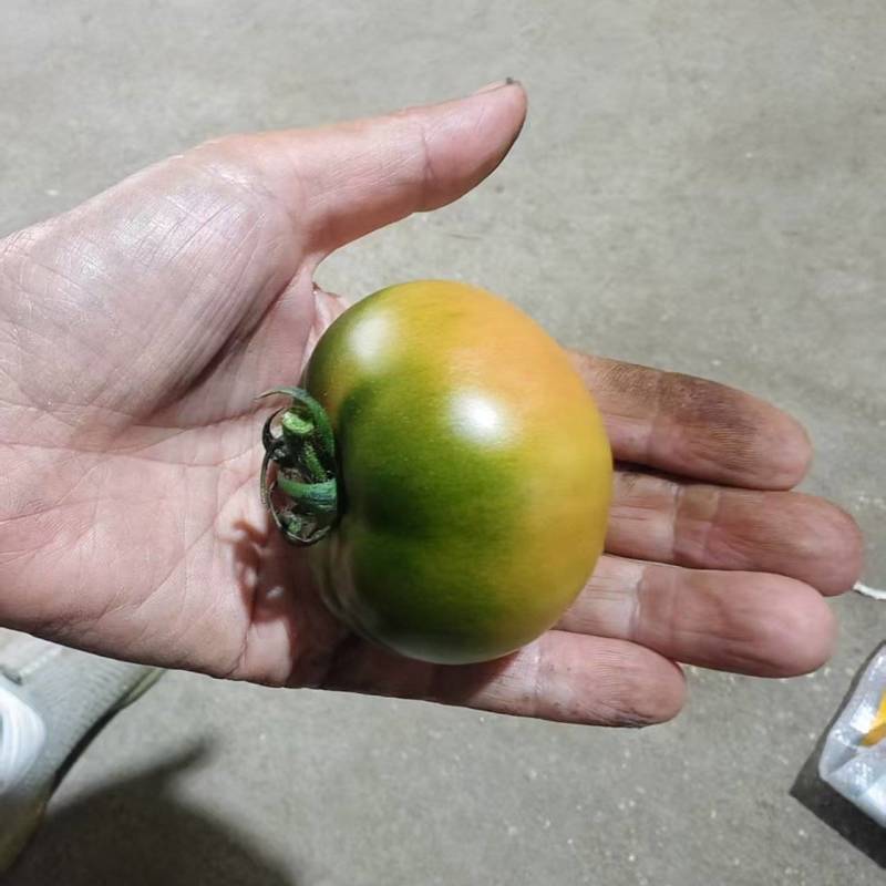 草莓西红柿