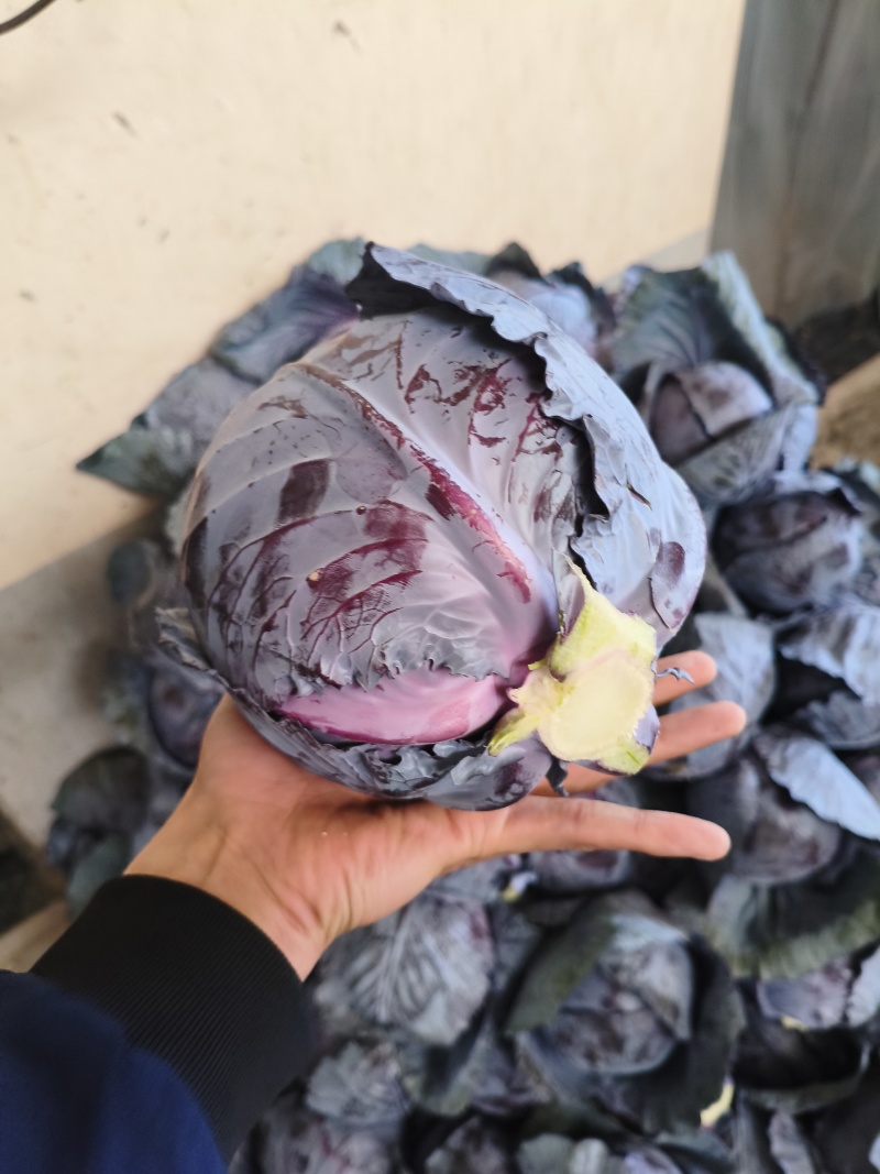 紫甘蓝，现摘现发，田间鲜到舌尖，产地直销