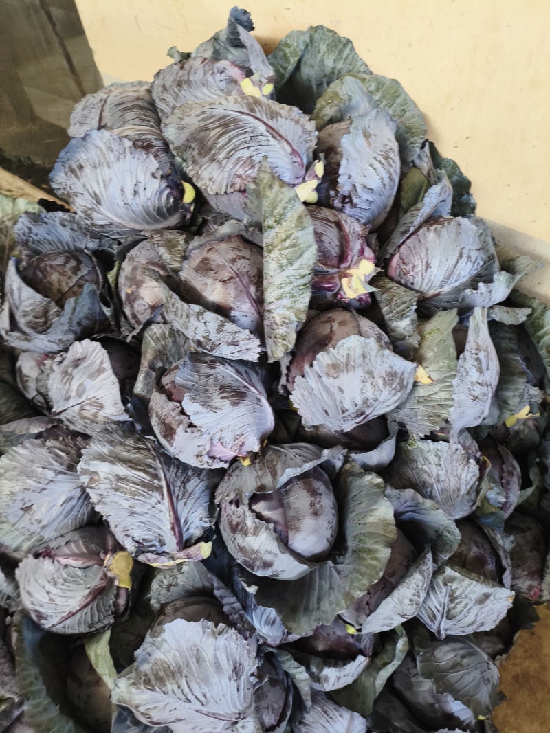 紫甘蓝，现摘现发，田间鲜到舌尖，产地直销