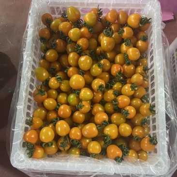 山东寿光产区小番茄橙货橙色果子新鲜采摘产地直达